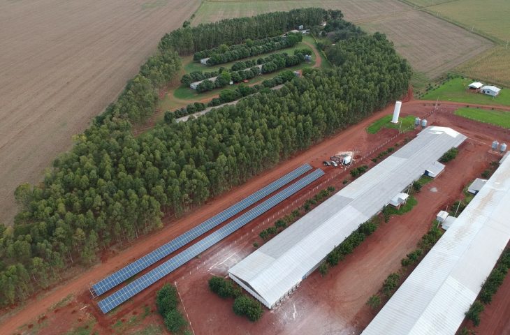  Programa Frango Vida fortalece avicultura e estimula projeto de escola avícola em MS