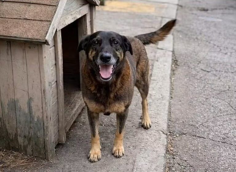  Morte do cão Orelha motiva projetos para punir adolescentes que cometerem violência contra animais