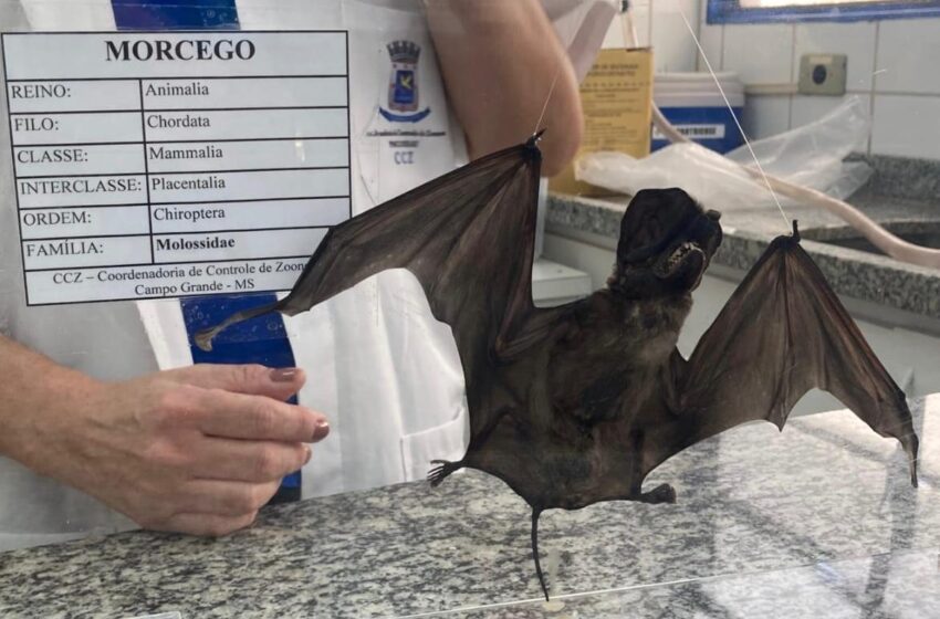  Cuidado: Capital tem terceiro caso de raiva em morcegos confirmado neste ano